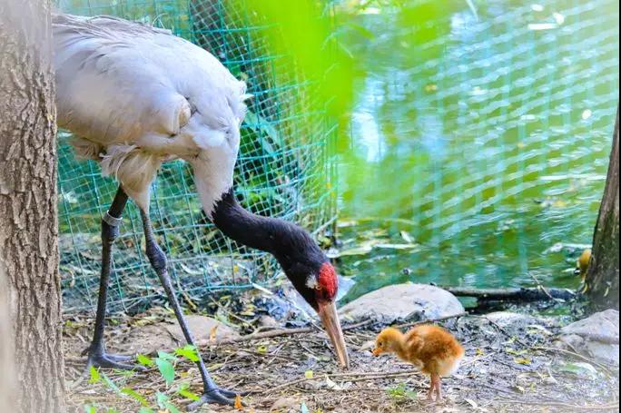 野生3.jpg 野生3.jpg