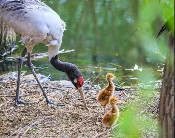 野生2.jpg 野生2.jpg