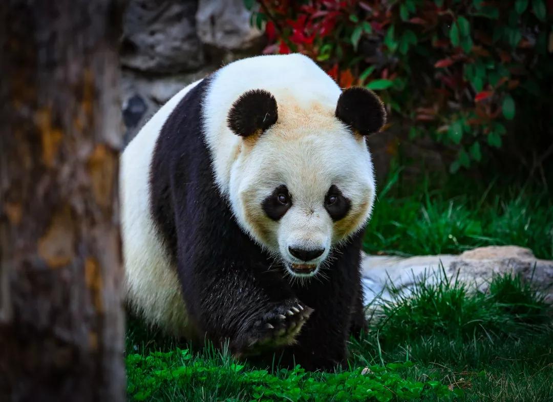 熊猫2.jpg